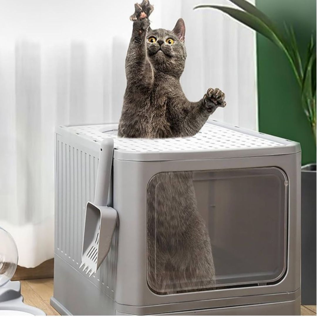 ARENERO PARA GATOS